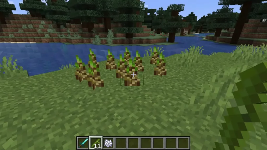 Planting Bamboo Shoots in Minecraft